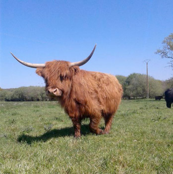 Boeuf highland